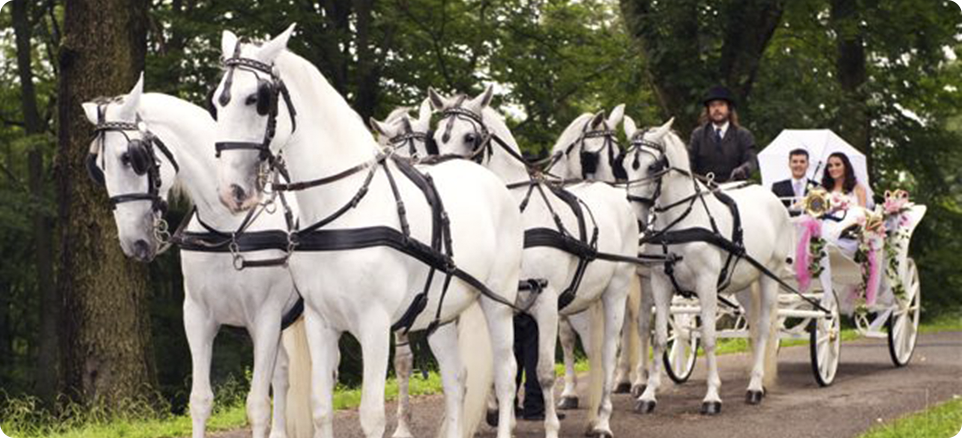 Збирог - cвадьба в замке Збирог - cвадьба в замке